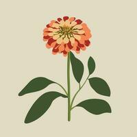 zinnia floraison plante isolé vecteur