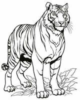 blanc tigre coloration page vecteur