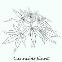 conception plate de dessin à main levée de plante de cannabis de simplicité. vecteur