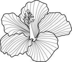 skecth de hibiscus fleur vecteur