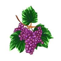 raisins isolés sur fond blanc. illustration vectorielle de vigne dessinés à la main. vecteur