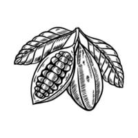 illustration de fruits de cacao dessinés à la main vecteur