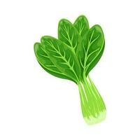 Frais vert bok choy, pak choy ou chinois chou frisé, légume, aliments. botanique illustration. vecteur