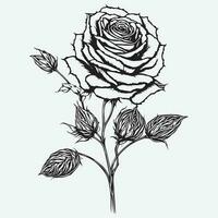 main tiré Rose noir contour vecteur sur blanc arrière-plan, rouge Rose vecteur, Rose fleur