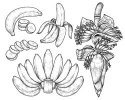 ensemble de fruits de banane et croquis dessiné main fleur de bananier vecteur