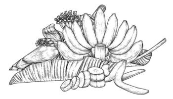ensemble de feuilles de fruits de banane et croquis dessinés à la main vecteur