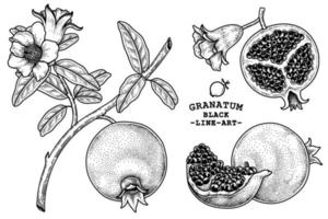 illustration rétro dessinée à la main de fruits de grenade vecteur