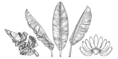 feuilles de fruits de banane et illustration rétro dessinée à la main de fleur vecteur