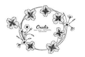 oxalis fleur et feuille illustration botanique dessinés à la main avec dessin au trait. vecteur