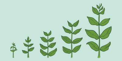 plante croissance étapes vecteur. main dessin gravure style illustration vecteur