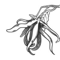 main tiré essentiel pétrole les plantes dessin de ylang ylang. vecteur