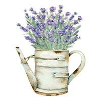 lavande aquarelle illustration. Provence herbes main peint isolé sur blanc Contexte. parfait pour mariage faire-part, de mariée douche et floral salutation cartes vecteur