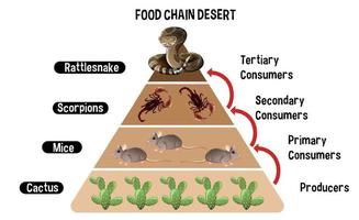 diagramme montrant la chaîne alimentaire du désert pour l'éducation vecteur