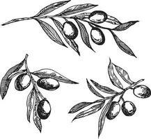 olive branches graphique vecteur. isolé sur une blanc Contexte. Olives dessiné à la main dans encre , vecteur graphique. olive branches ensemble. monochrome olive branches.