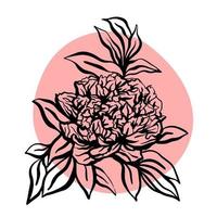 fleur de pivoine. illustration vectorielle dessinés à la main vecteur