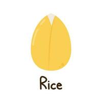 vecteur de graines de riz. graine de riz sur fond blanc. paddy.
