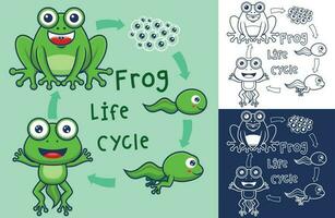 vecteur dessin animé de marrant grenouille la vie cycle illustration