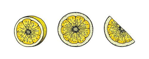 citron tranches. coloré main tiré vecteur illustration dans esquisser style. tropical exotique agrumes fruit été conception éléments