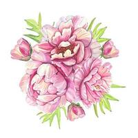 aquarelle bouquets de rose pivoines. botanique illustration vecteur