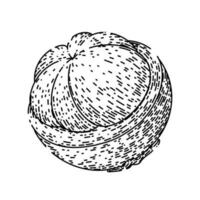 mangoustan fruit Frais esquisser main tiré vecteur