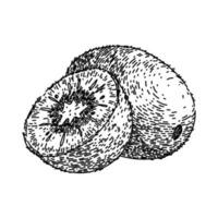 kiwi Frais fruit esquisser main tiré vecteur