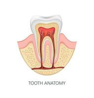 en bonne santé dent anatomie infographies. réaliste blanc dentaire moquer en haut. médical bannière ou affiche vecteur illustration