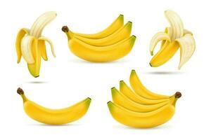 une ensemble de mûr bananes. tropical sucré des fruits. 3d réaliste vecteur illustration