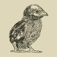 vecteur bébé poussin dessiné à la main dans un style vintage de gravure ou de gravure. concept de croquis d'animaux de ferme de poulet. petit bébé mignon de poulet. vieux style rétro. image d'art illustration vectorielle