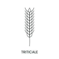 triticale ligne icône dans vecteur, illustration de une céréale plante. vecteur