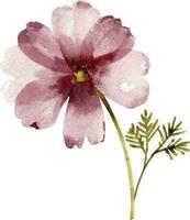 rose fleur , aquarelle illustration pour cartes postales et conception. vecteur