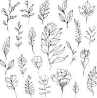 illustration de une botanique dessins, vecteur esquisser crayon art, botanique plaquette dessin isolé sur blanc Contexte clipart.