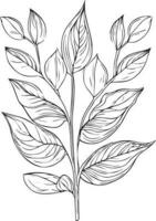 botanique éléments vecteur esquisser, main tiré feuille ligne art , botanique feuille bourgeon illustration gravé encre art style. botanique vecteur dessin. ancien botanique feuille dessin