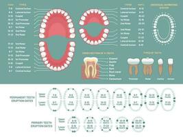 dent anatomie graphique. orthodontiste Humain les dents perte diagramme, dentaire schème et orthodontie médical vecteur infographie