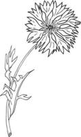 bleuet, main tiré vecteur illustration, floral ligne dessin, ensemble de monochrome fleur, ligne art, noir et blanc, illustration, vecteur