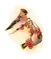 une paire de beaux oiseaux d & # 39; hiver oiseau de cire assis sur une branche sur fond blanc illustration vectorielle de croquis dessinés à la main de peintures vecteur