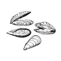 moules. main dessin avec coquillages, Fruit de mer. ensemble avec palourdes. esquisser style. conception élément. pour emballage, modèle, menu, imprimer. vecteur art illustration