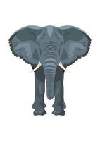 caricature de vue de face isolé éléphant vecteur