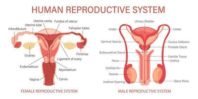 le Humain reproducteur système. anatomie de le interne organes de une femme et une homme. infographie bannière, schémas, vecteur
