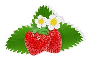 fleur de fraise illustration pour le web isolé sur fond blanc vecteur