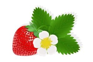 fleur de fraise illustration pour le web isolé sur fond blanc vecteur