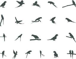 perroquets silhouette, des oiseaux silhouette. vecteur