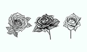 des roses main tiré crayon esquisser, coloration page, et livre, Rose fleur contour, illustration encre art. Rose vecteur art.