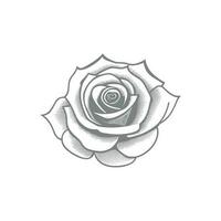 des roses main tiré crayon esquisser, coloration page, et livre, Rose fleur contour, illustration encre art. Rose vecteur art.