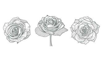 des roses main tiré crayon esquisser, coloration page, et livre, Rose fleur contour, illustration encre art. Rose vecteur art.