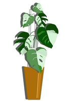 charmant monstera variegata feuilles dans une pot. illustration Contexte vecteur