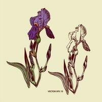 vecteur violet iris avec feuilles, iris silhouette. graphique illustration comme une conception élément pour salutation cartes, bannières, dépliants, mariage faire-part, cosmétique Étiquettes.