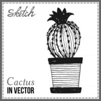 cactus isolé sur fond blanc vecteur