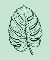 tropical feuille monstera vecteur illustration. griffonnage style. contour illustration avec vert couleurs. pour conception, imprimer, logo, décor, textile, papier.