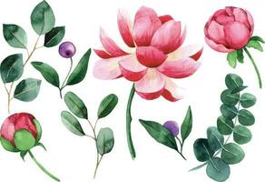 aquarelle dessin. ensemble de rose, pivoine et eucalyptus feuilles fleurs. rose fleurs et vert feuilles sur blanc Contexte vecteur