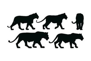 Lion en marchant dans différent postes, silhouette ensemble vecteur. adulte Lion silhouette collection sur une blanc Contexte. carnivore animal comme lion, tigre, et gros chats plein corps silhouette empaqueter. vecteur